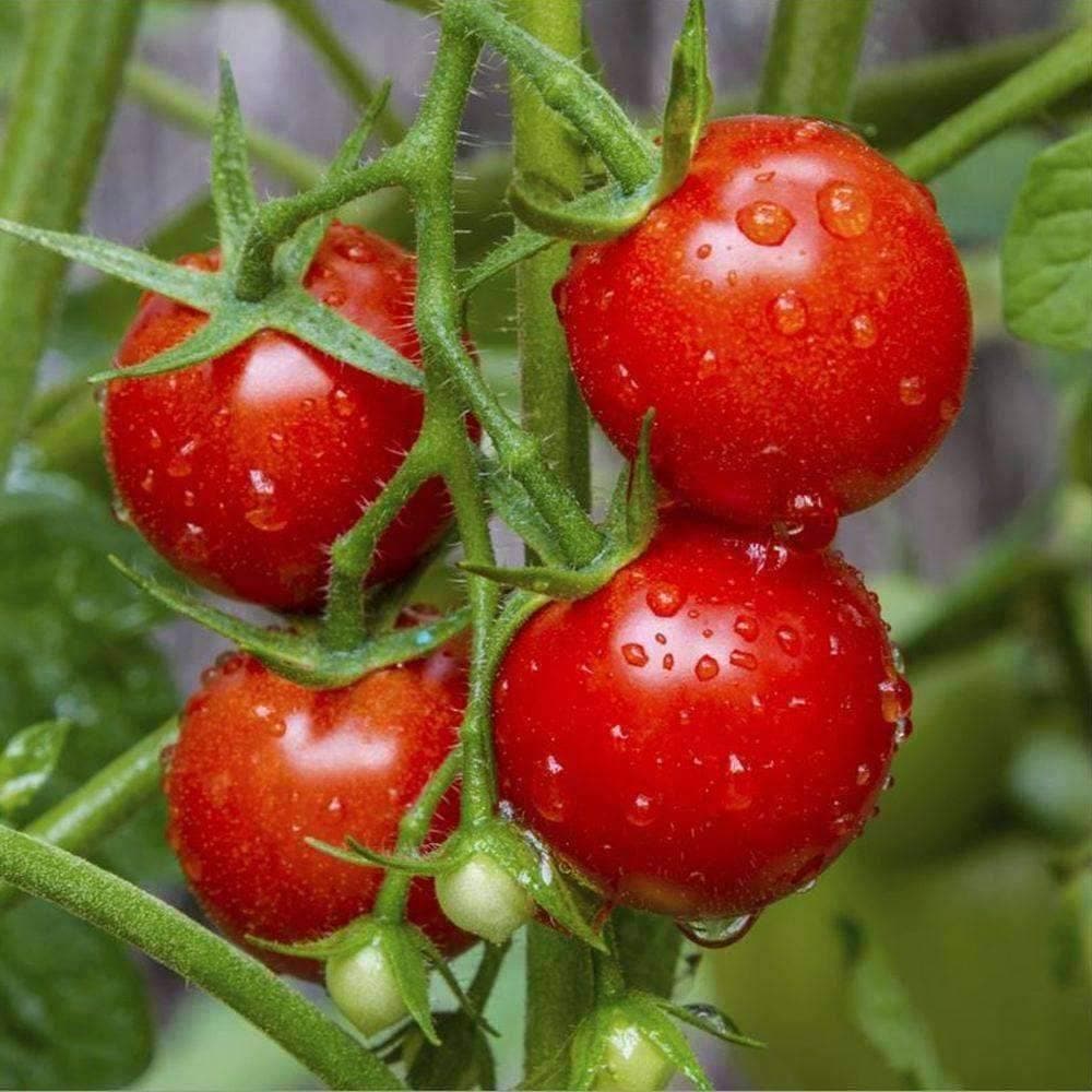 Heirloom Large Red Cherry Tomato Seeds (.5g) by Patriot Seeds