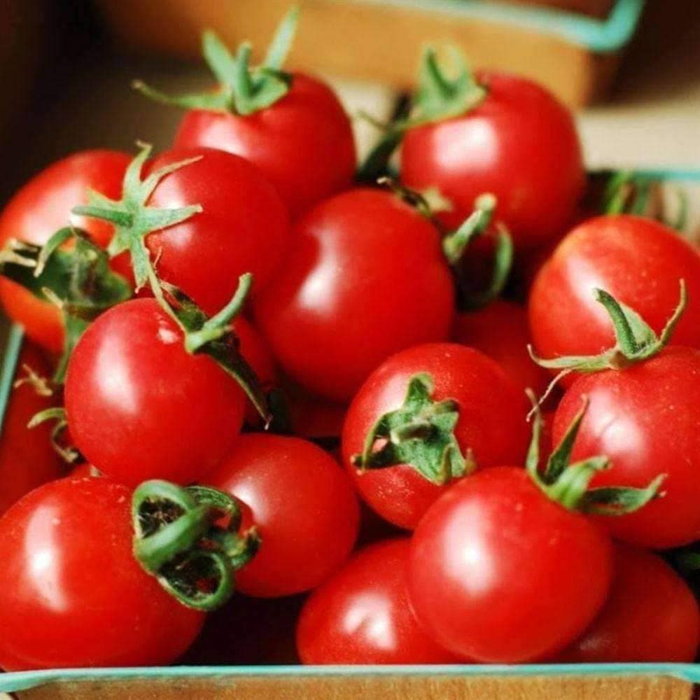 Heirloom Large Red Cherry Tomato Seeds (.5g) by Patriot Seeds