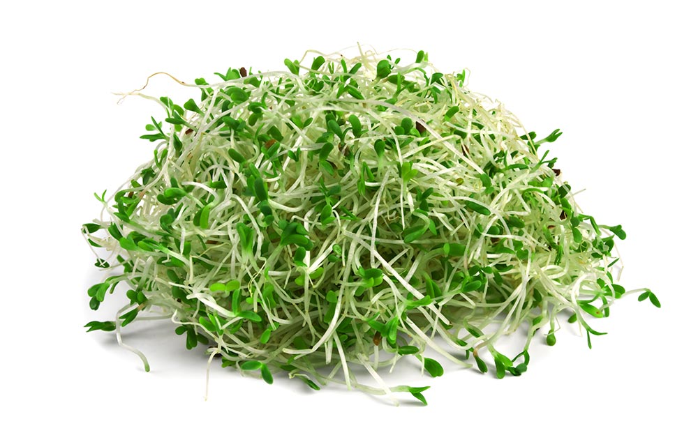 Organic Alfalfa Sprouting Seeds by Patriot Seeds (4 ounces)