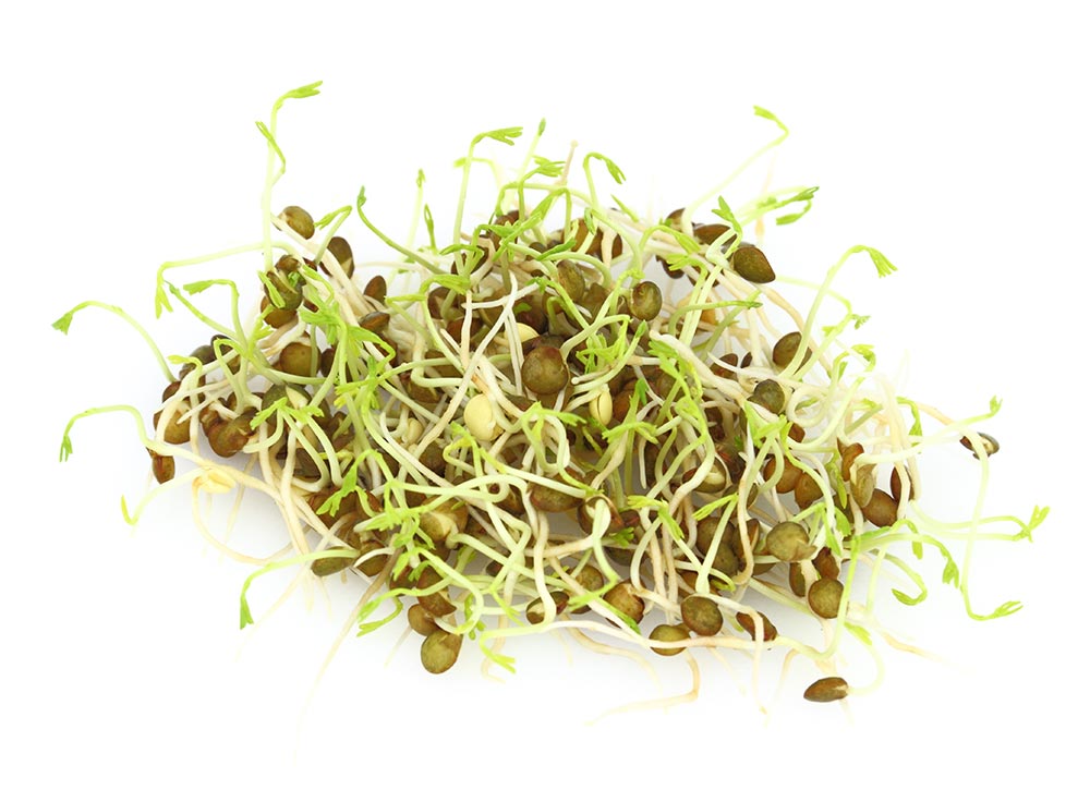 Organic Green Lentil Sprouting Seeds by Patriot Seeds (4 ounces)