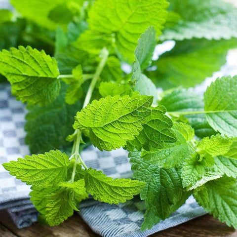 Lemon Balm Herb Seeds