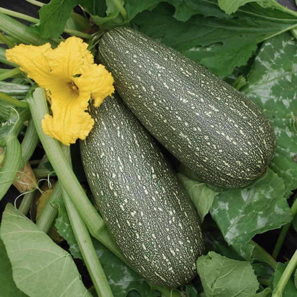 Heirloom Grey Zucchini Summer Squash Seeds (14g) by Patriot Seeds