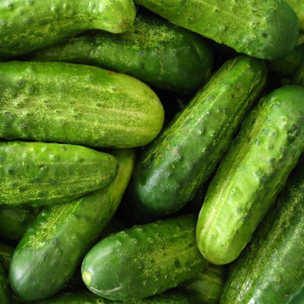 Heirloom National Pickling Cucumber Seeds (3g) by Patriot Seeds