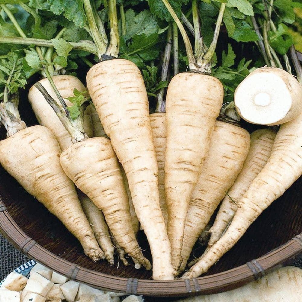 Heirloom All American Parsnip Seeds (1.5g) by Patriot Seeds