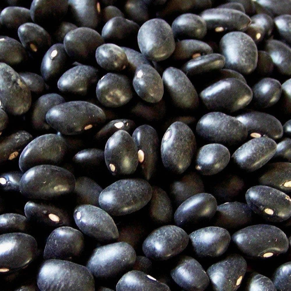 Heirloom Black Turtle Bush Beans Seeds (10g) by Patriot Seeds