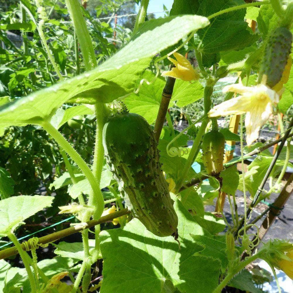 Heirloom Boston Pickling Cucumber Seeds (3g) by Patriot Seeds