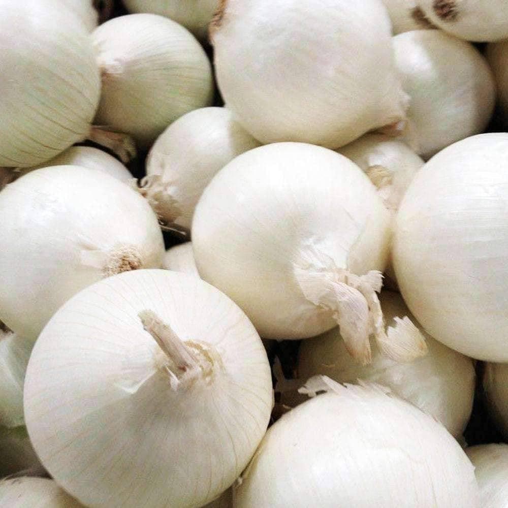 Heirloom White Sweet Spanish Onion Seeds (.5g) by Patriot Seeds