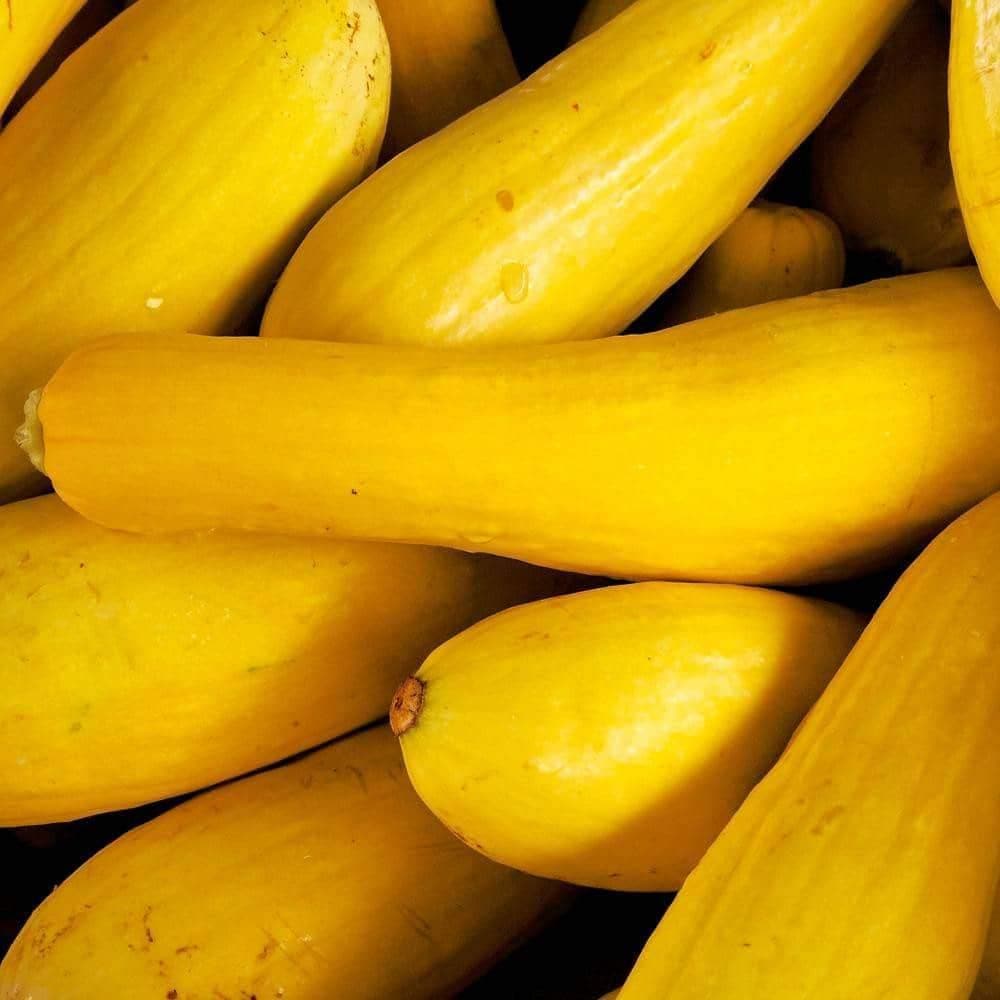 Heirloom Early Prolific Straightneck Summer Squash Seeds (5g) by Patriot Seeds