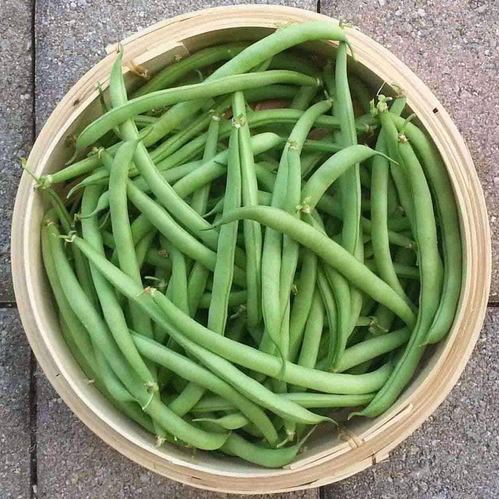 Heirloom Contender Bush Beans (5g) by Patriot Seeds