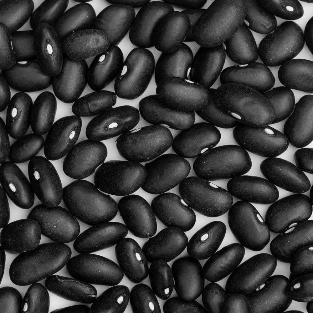 Heirloom Black Turtle Bush Beans Seeds (10g) by Patriot Seeds