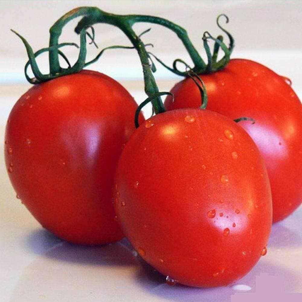 Heirloom Roma Tomato Seeds (.5g) by Patriot Seeds