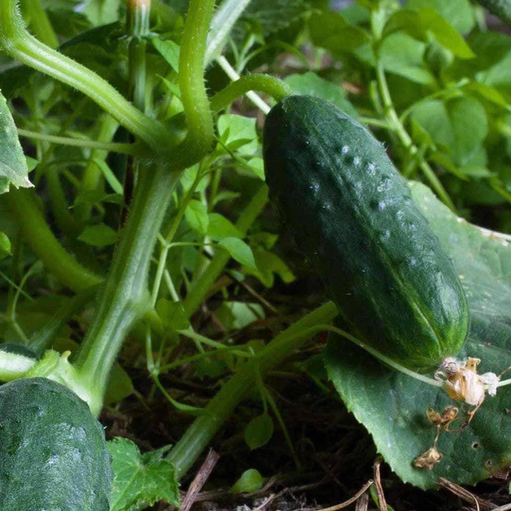 Heirloom Spacemaster Cucumber Seeds (3g) by Patriot Seeds