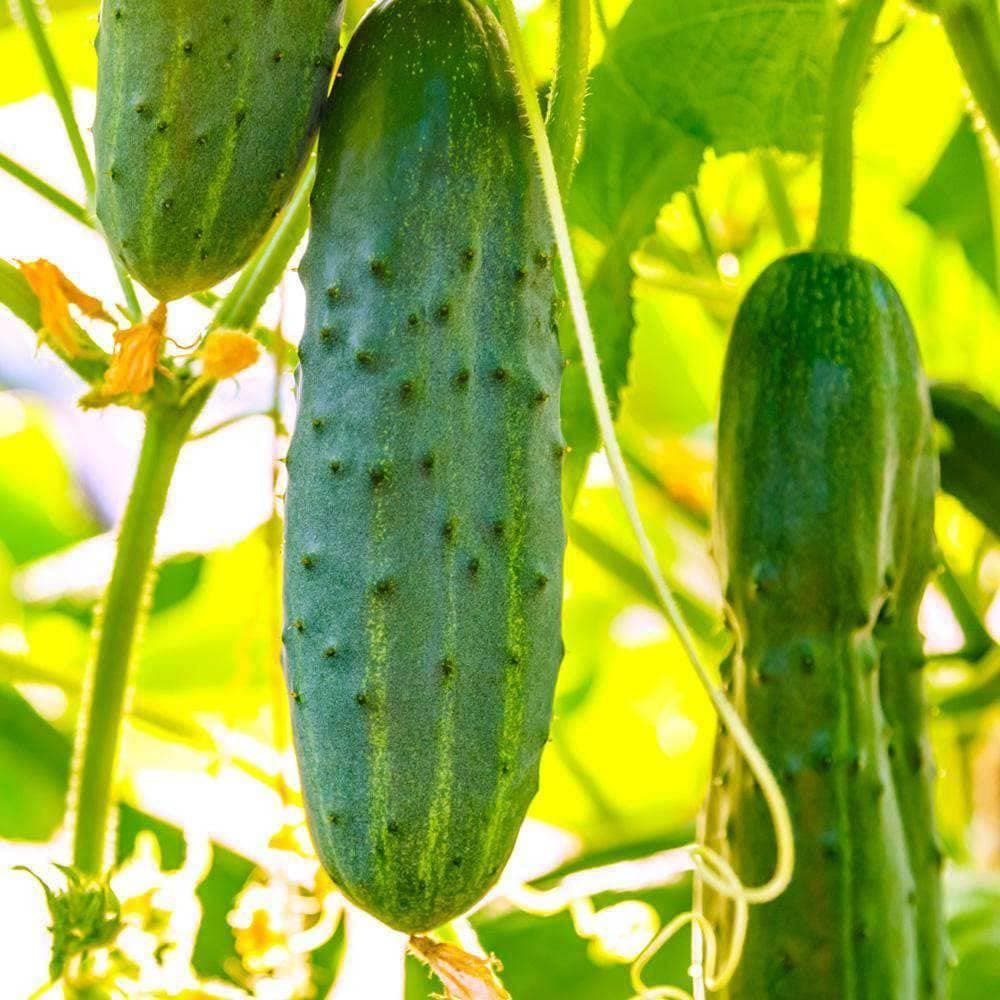 Heirloom Straight 8 Cucumber Seeds (4g) by Patriot Seeds