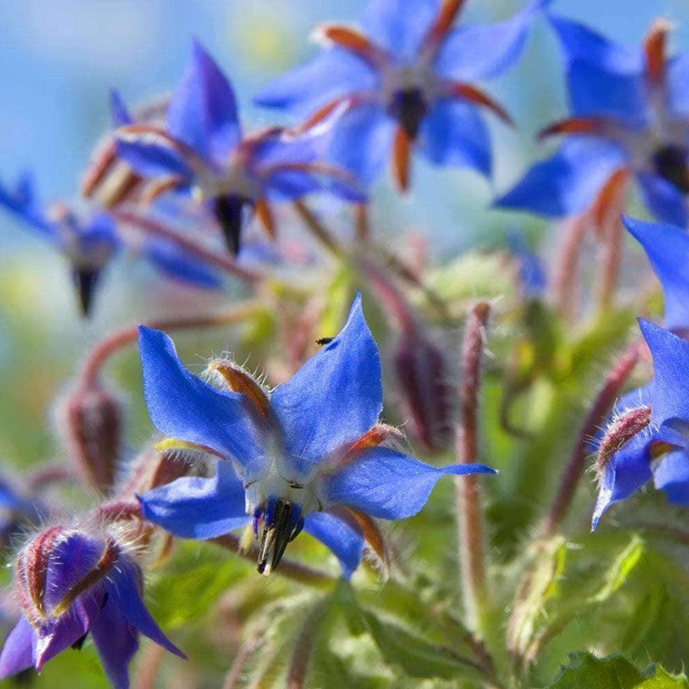 Organic Borage  Wildflower Seeds (500mg)