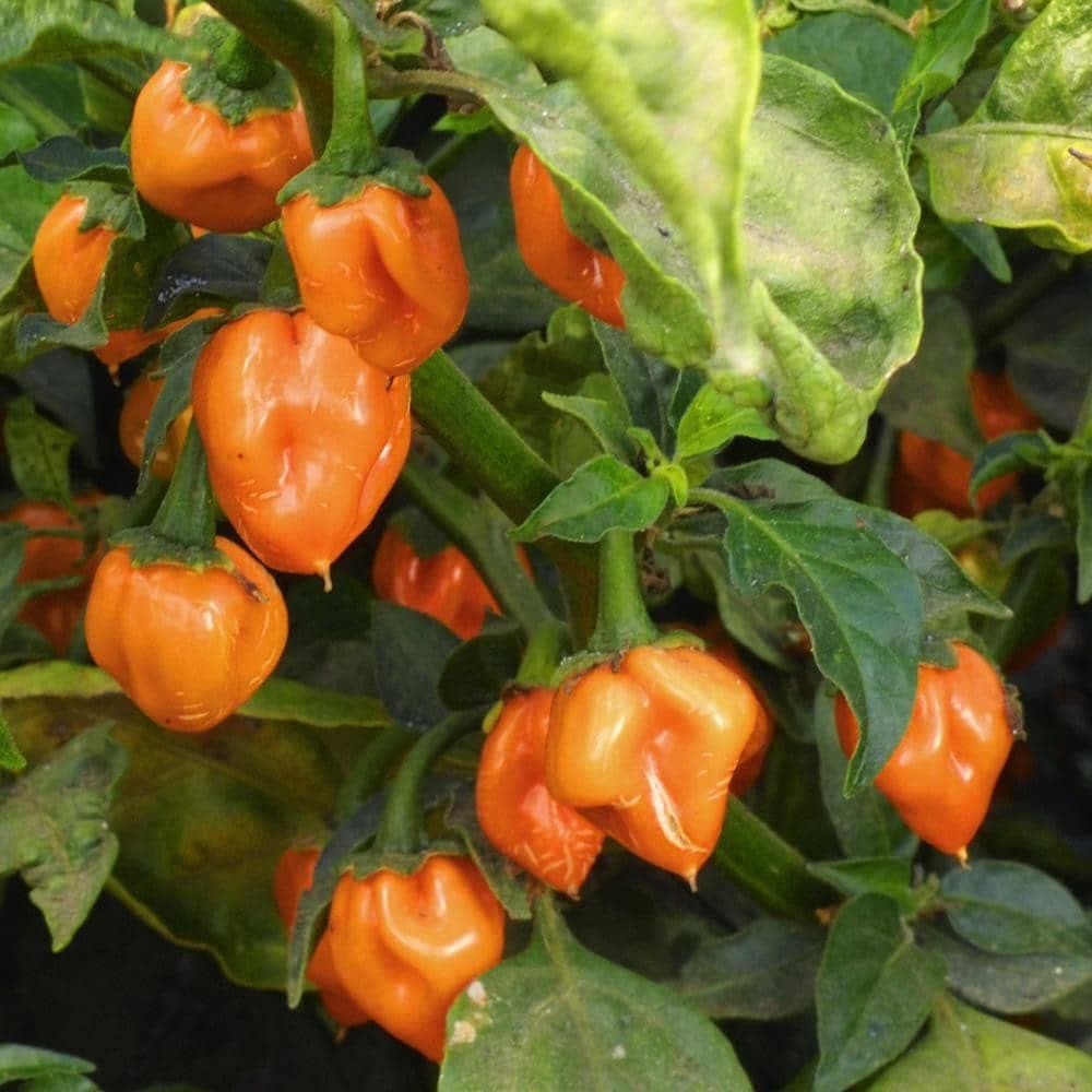 Heirloom Habanero Pepper Seeds (.25g) by Patriot Seeds