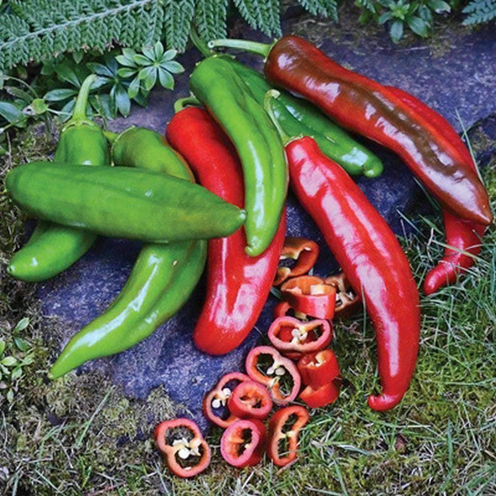 Heirloom Anaheim Chili Pepper Seeds (.5g) by Patriot Seeds