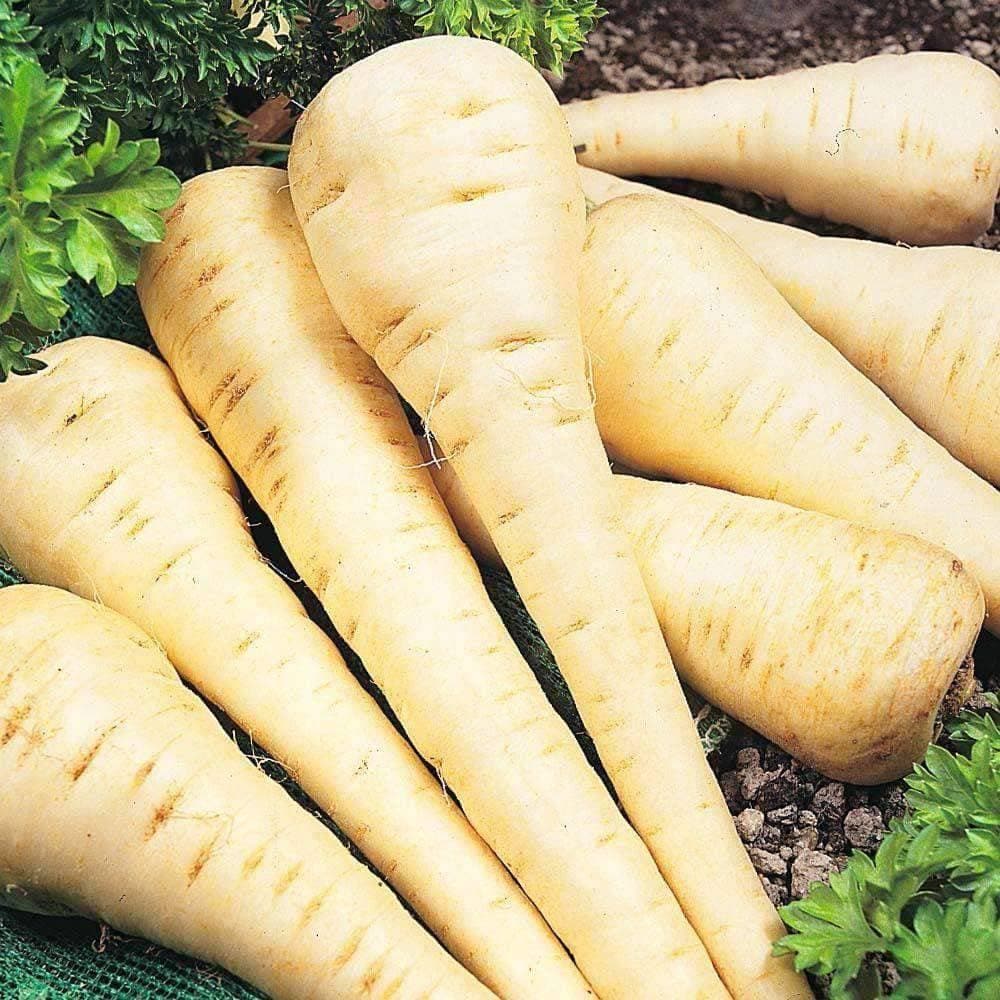 Heirloom All American Parsnip Seeds (1.5g) by Patriot Seeds