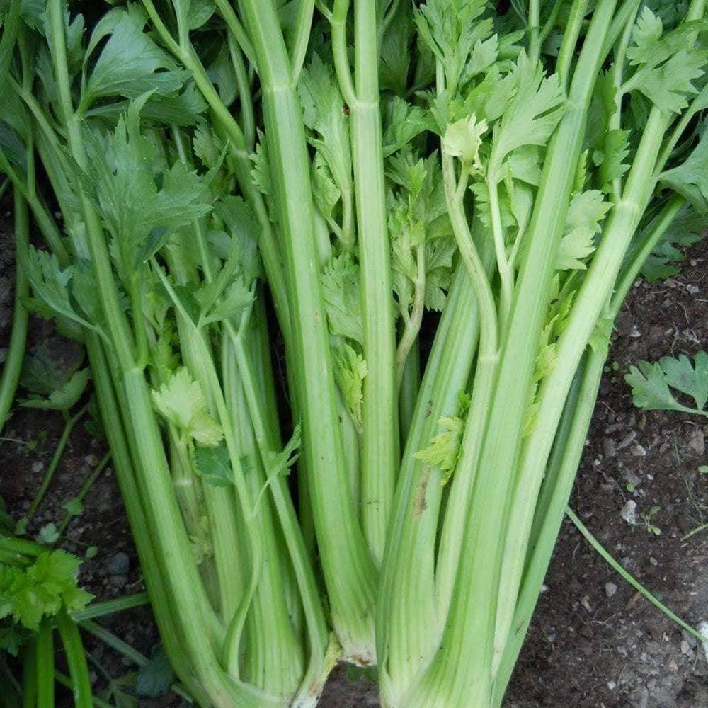 Heirloom Tall Utah Celery Seeds (1g) by Patriot Seeds