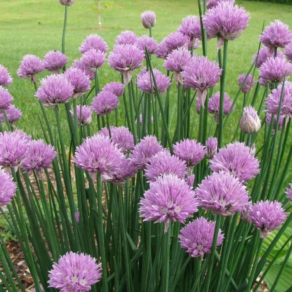 Organic Standard Chive Herb Seeds (500mg)