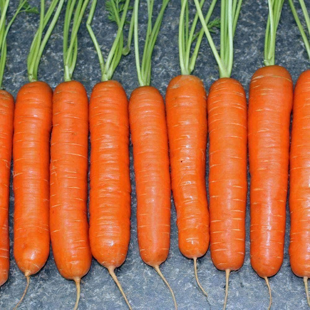 Heirloom Little Finger Carrot Seeds (1g) by Patriot Seeds