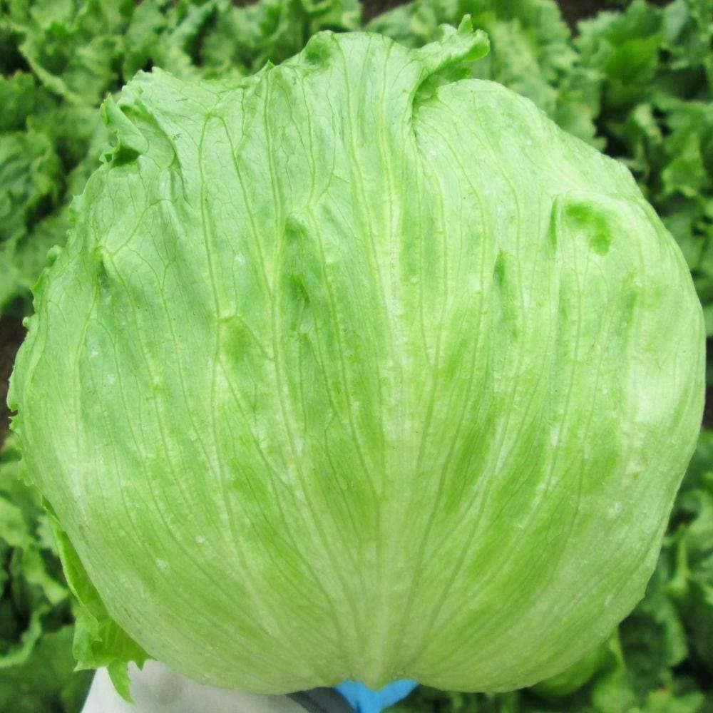 Heirloom Lettuce Iceberg Seeds (1g) by Patriot Seeds