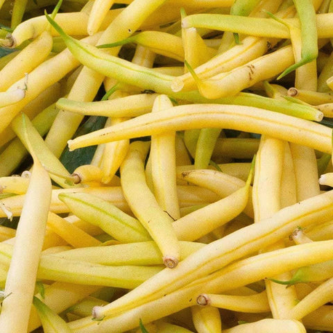 Organic Golden Wax Beans (15g)