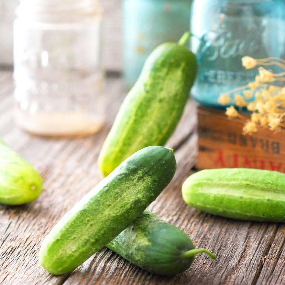 Heirloom National Pickling Cucumber Seeds (3g) by Patriot Seeds