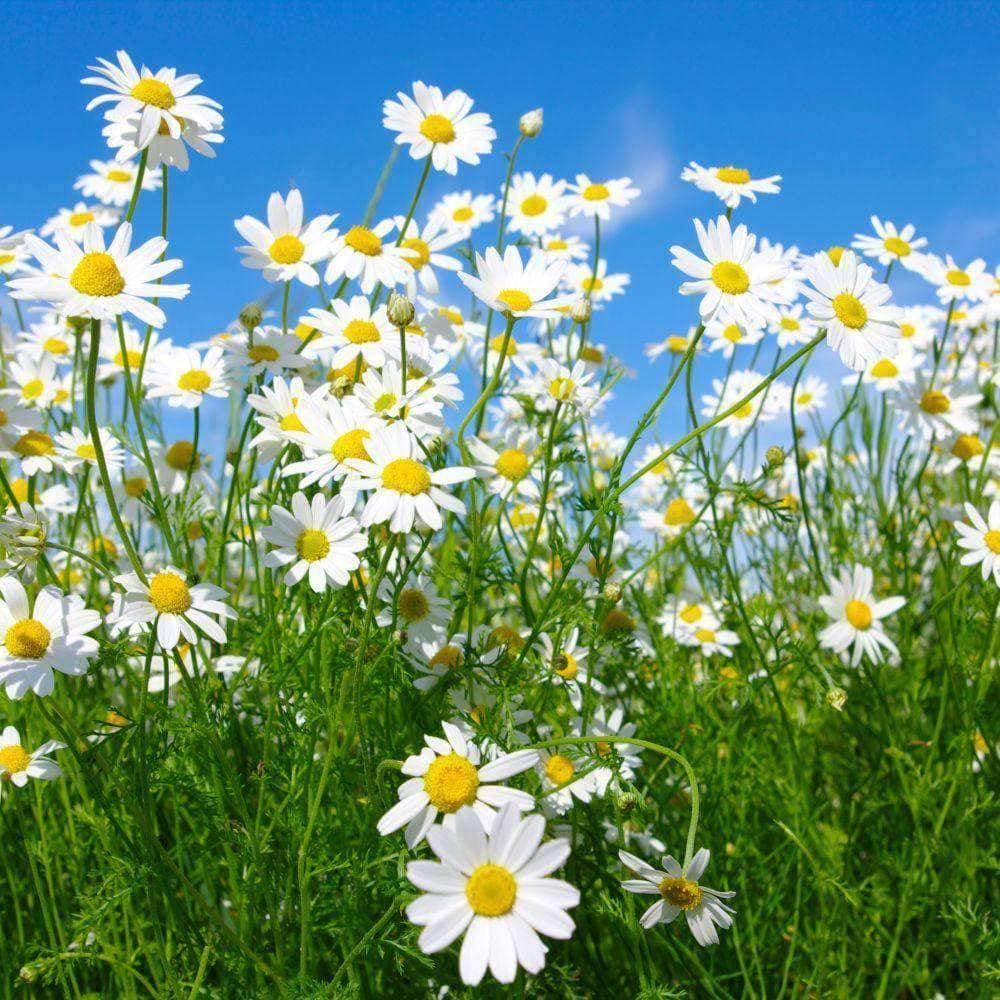 Organic Chamomile Herb Seeds (250mg)