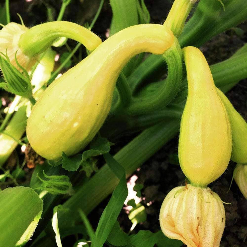 Heirloom Crookneck Squash Seeds (4g) by Patriot Seeds