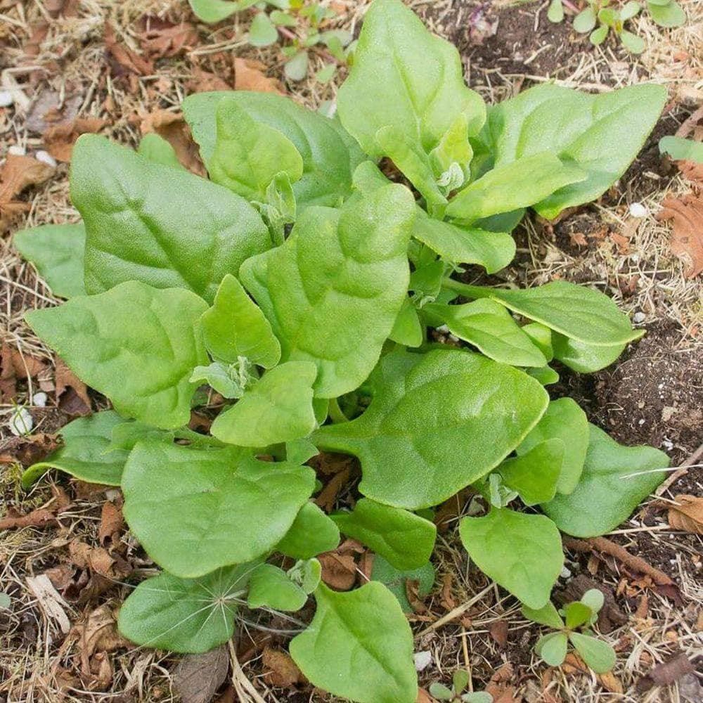 Heirloom New Zealand Spinach Seeds (3g) by Patriot Seeds