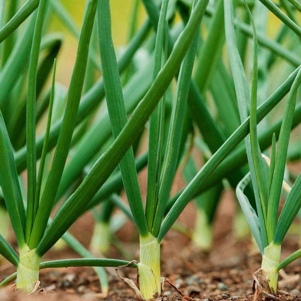 Heirloom Evergreen Bunching Onion Seeds (.5g) by Patriot Seeds