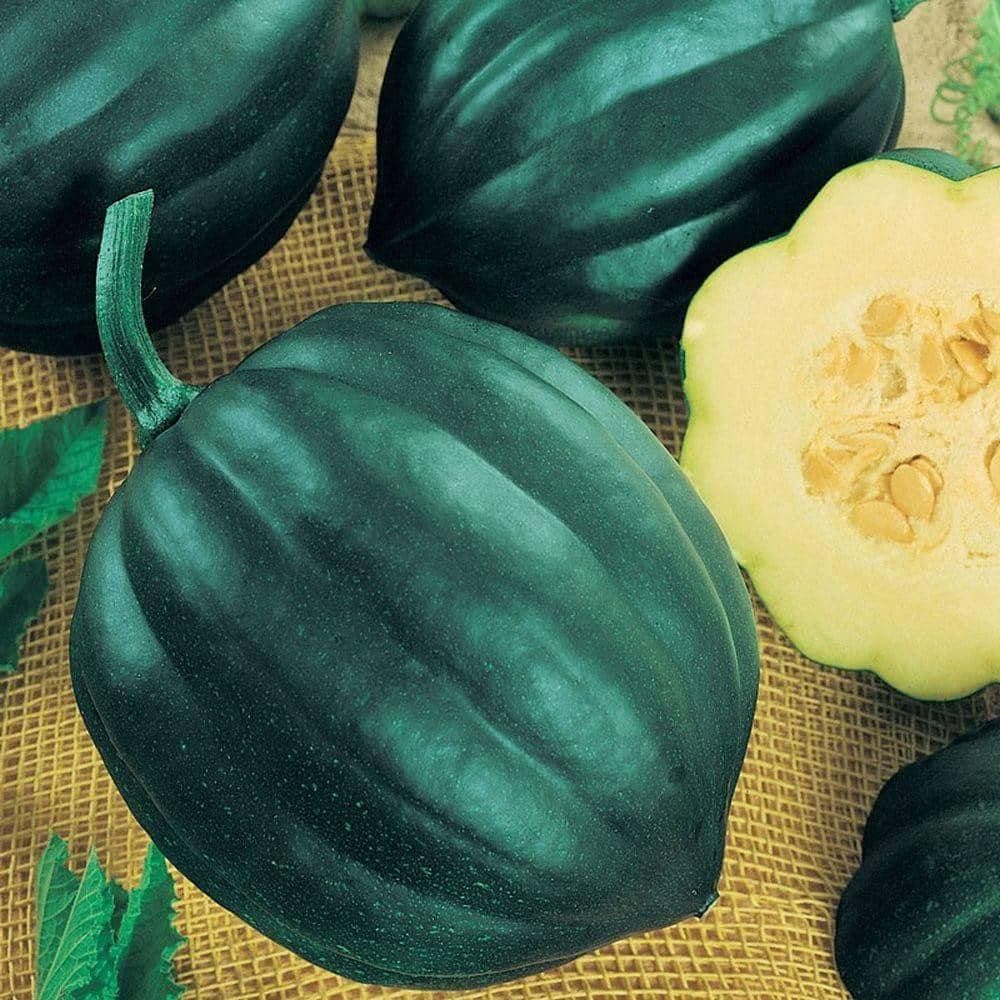 Heirloom Table Queen Winter Acorn Squash Seeds (4g) by Patriot Seeds