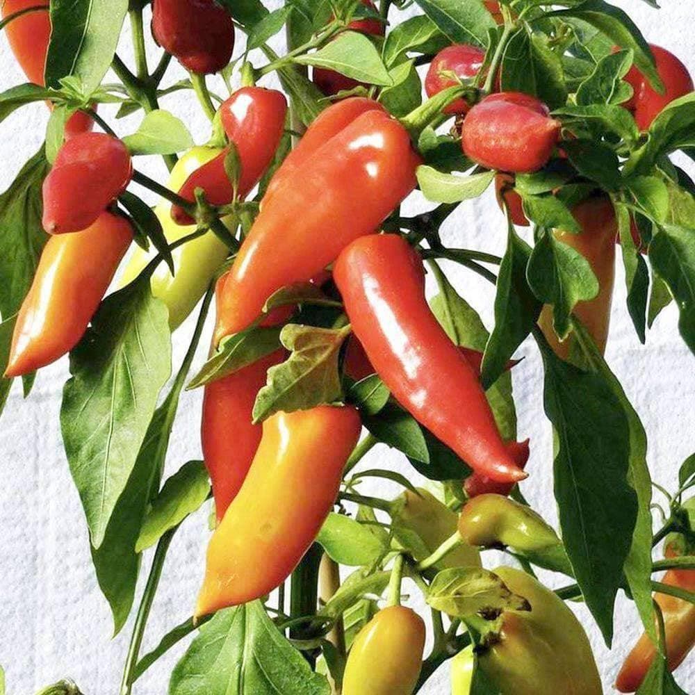 Heirloom Hungarian Sweet Wax Pepper Seeds (.5g) by Patriot Seeds