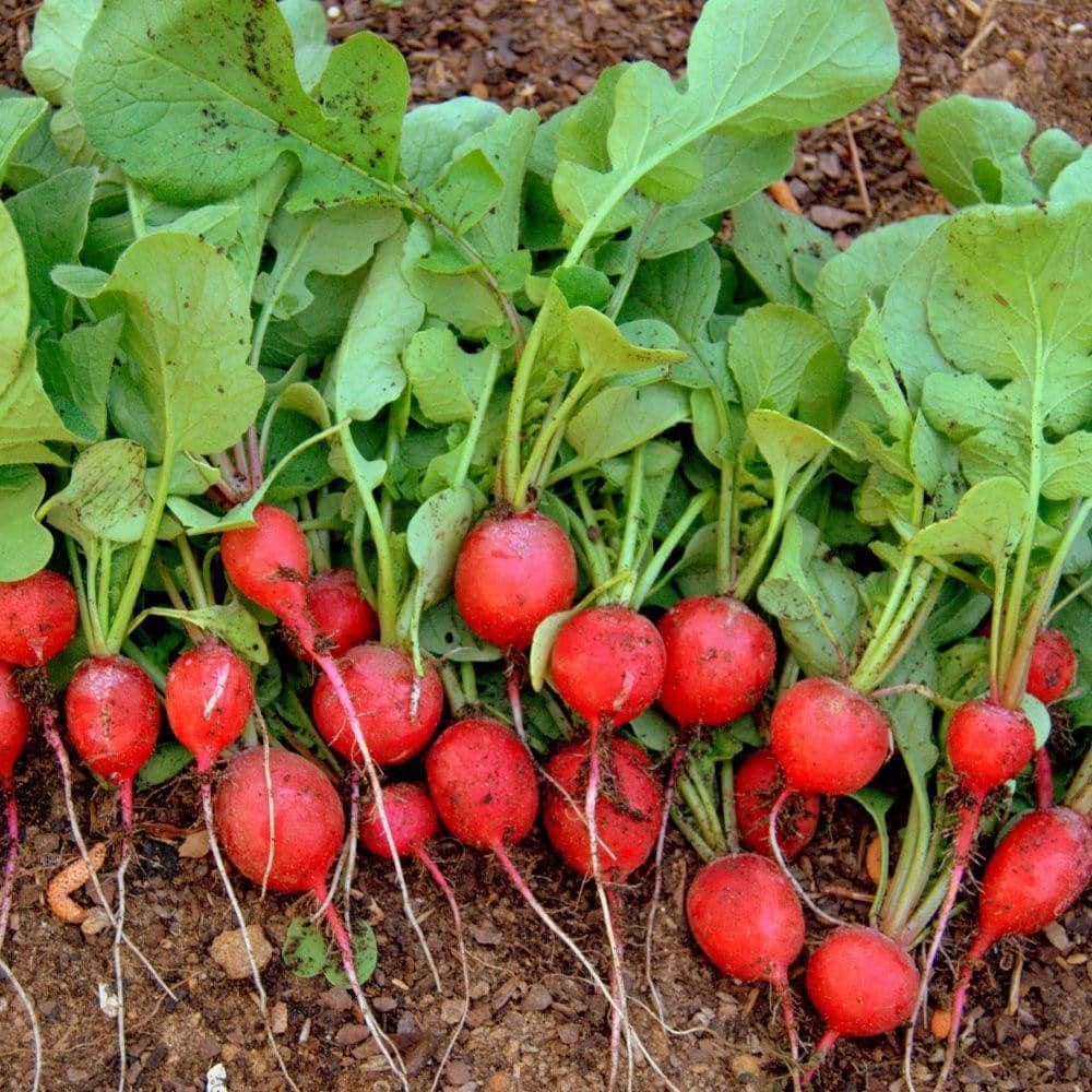 Heirloom Cherry Belle Radish Seeds (4g) by Patriot Seeds