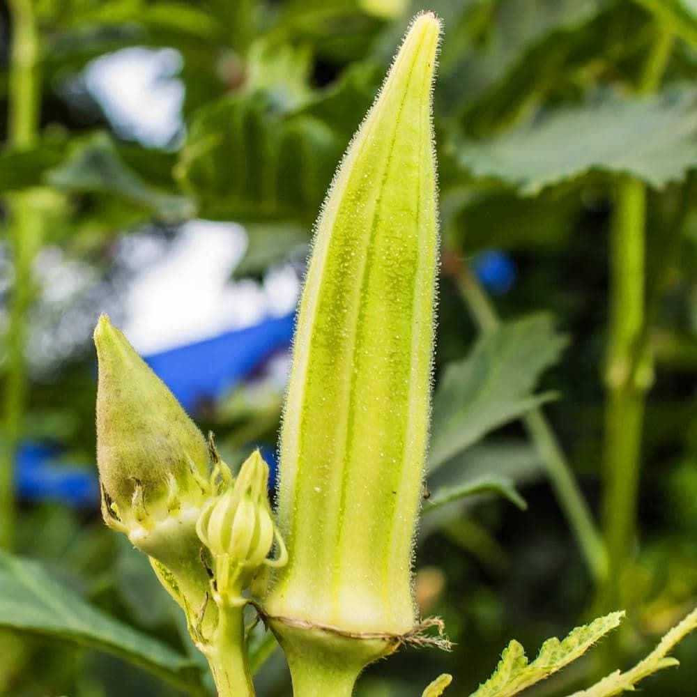 Heirloom Clemson Spineless Okra Seeds (4g) by Patriot Seeds