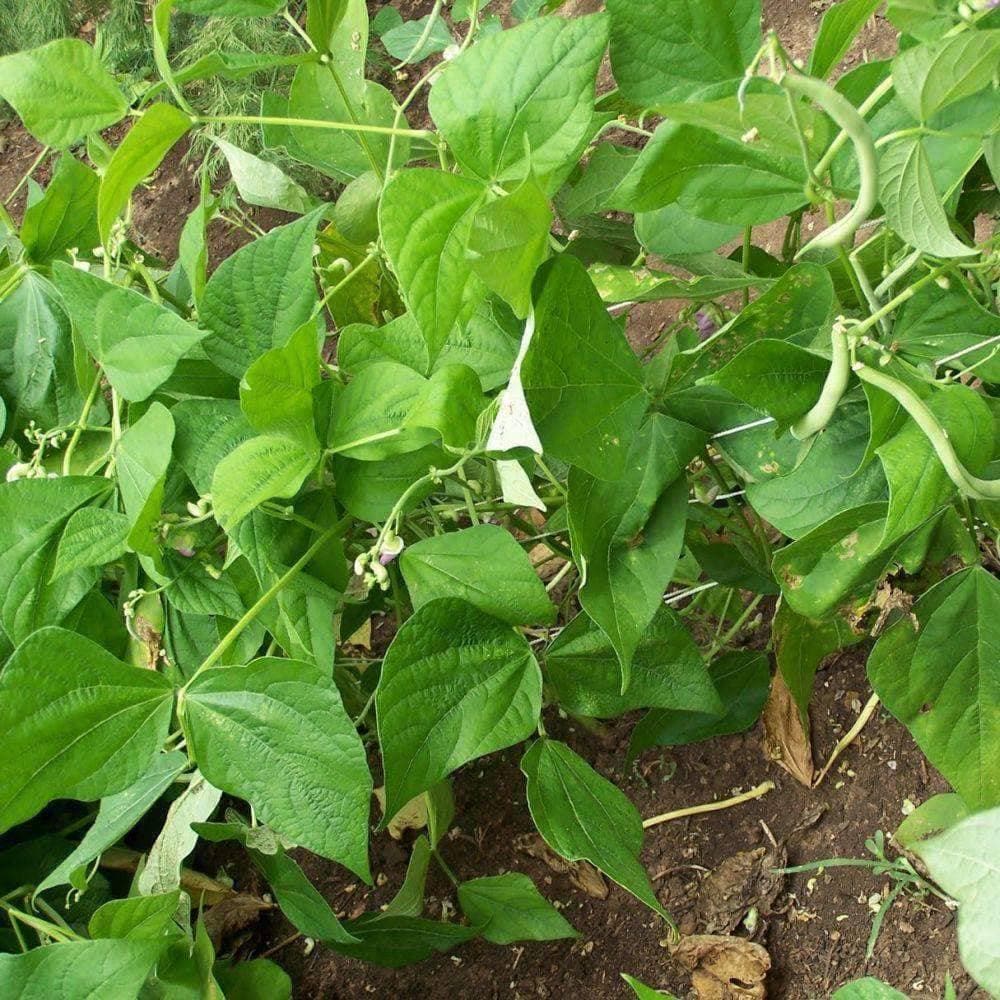 Heirloom Contender Bush Beans (5g) by Patriot Seeds