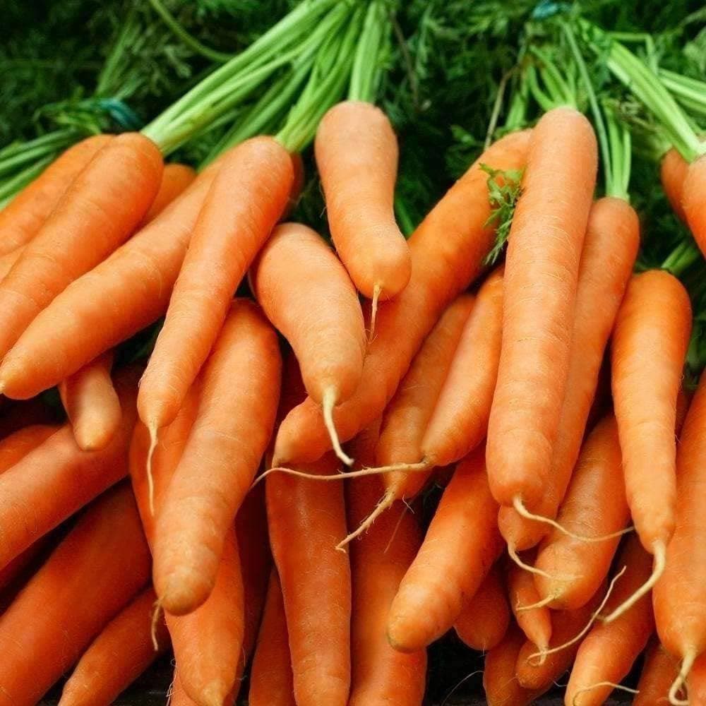 Heirloom Little Finger Carrot Seeds (1g) by Patriot Seeds