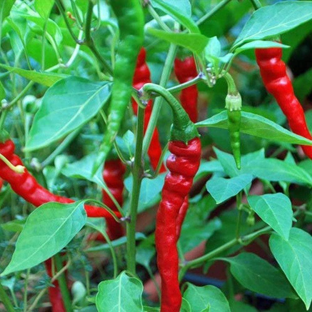 Heirloom Long Red Narrow Cayenne Pepper Seeds (.5g) by Patriot Seeds