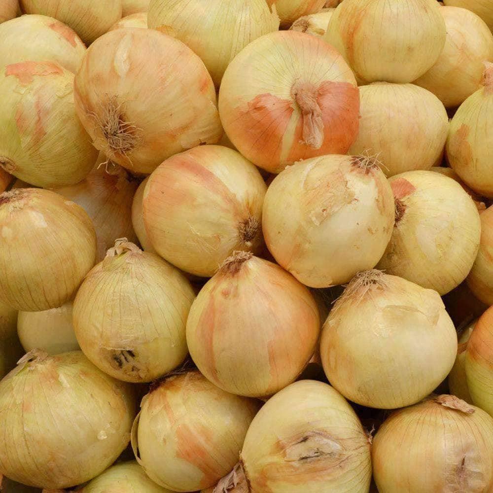 Heirloom Walla Walla Onion Seeds (.5g) by Patriot Seeds