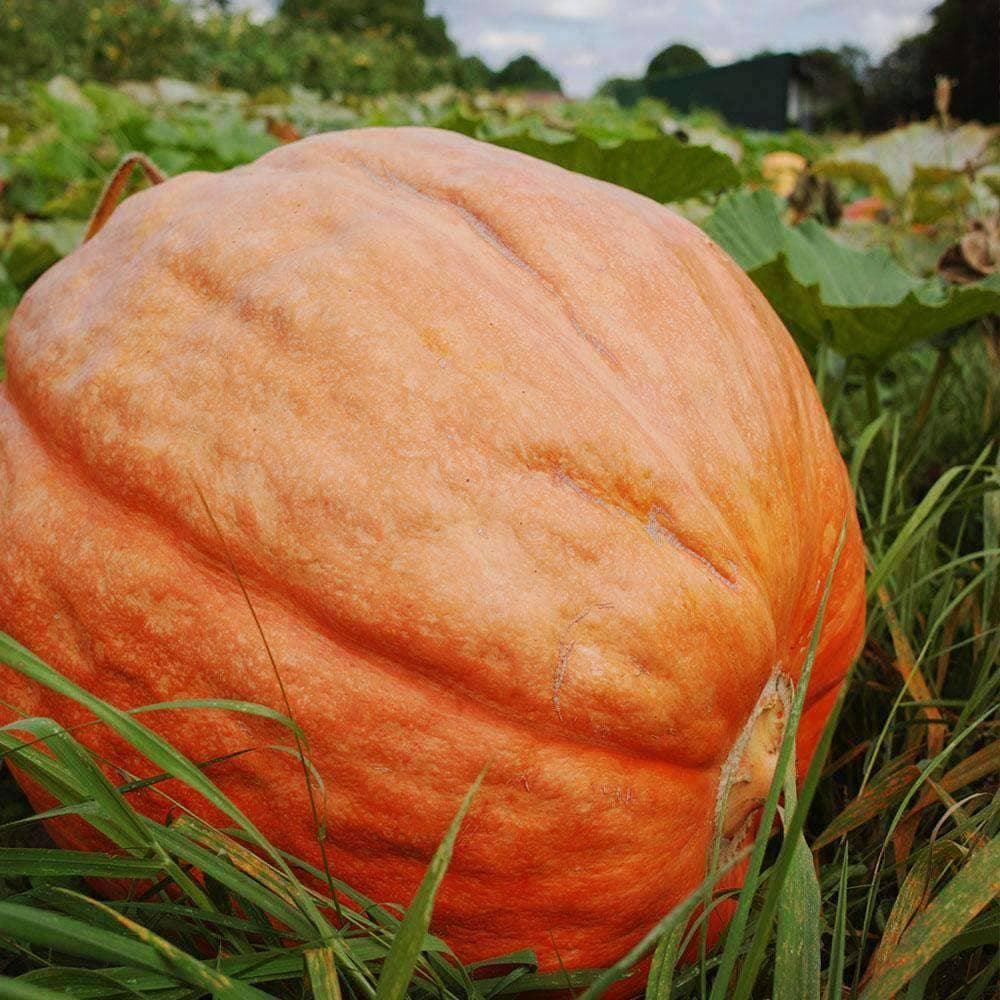 Heirloom Big Max Pumpkin Seeds (9g) by Patriot Seeds