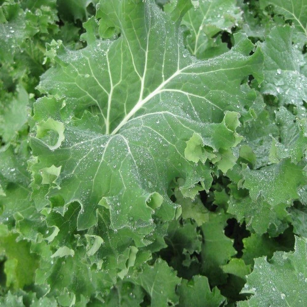 Heirloom Dwarf Siberian Kale Seeds (1g) by Patriot Seeds