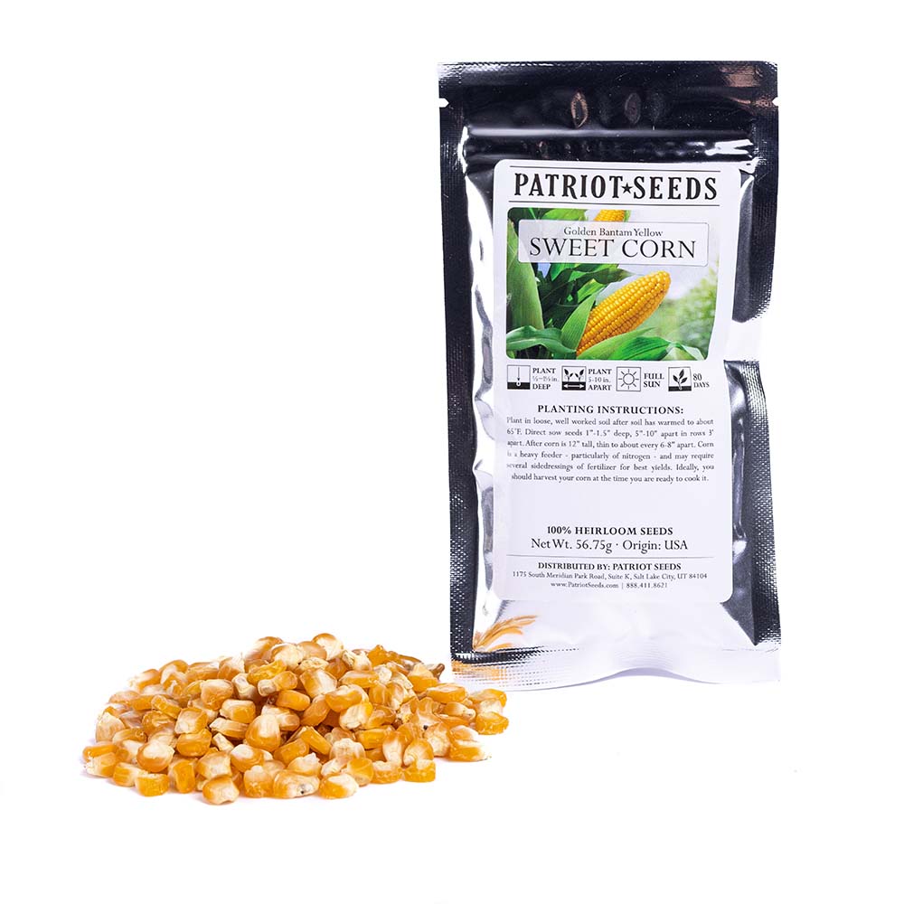 Heirloom Golden Bantam Yellow Sweet Corn (56.75mg) by Patriot Seeds