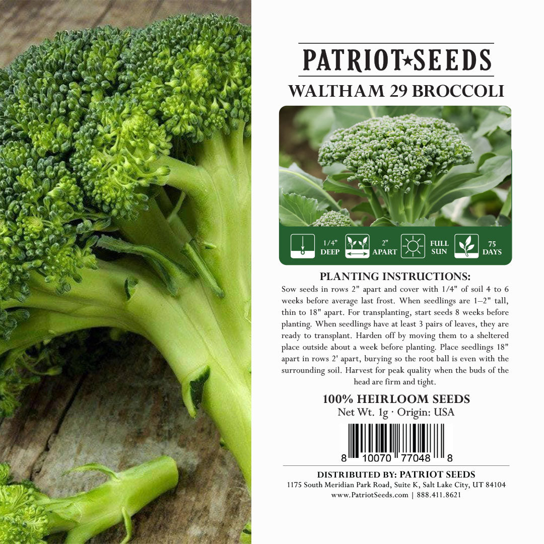 Heirloom Waltham 29 Broccoli Seeds (1g) by Patriot Seeds