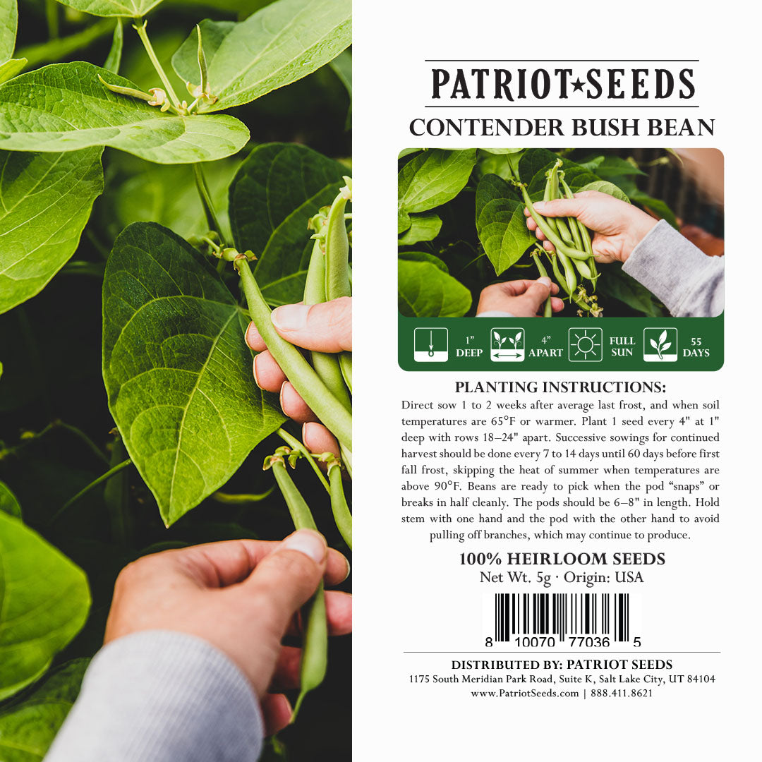 Heirloom Contender Bush Beans (5g) by Patriot Seeds