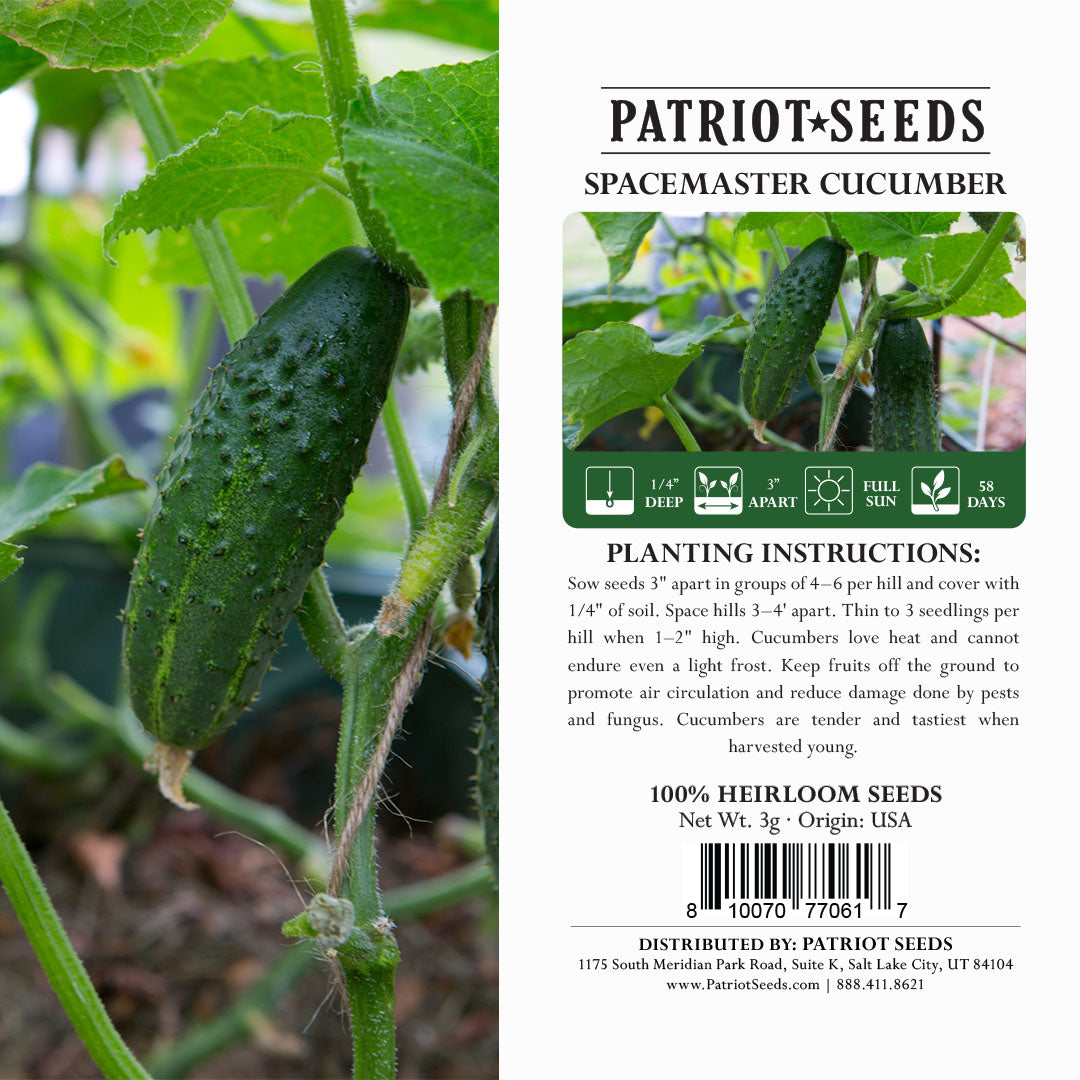 Heirloom Spacemaster Cucumber Seeds (3g) by Patriot Seeds