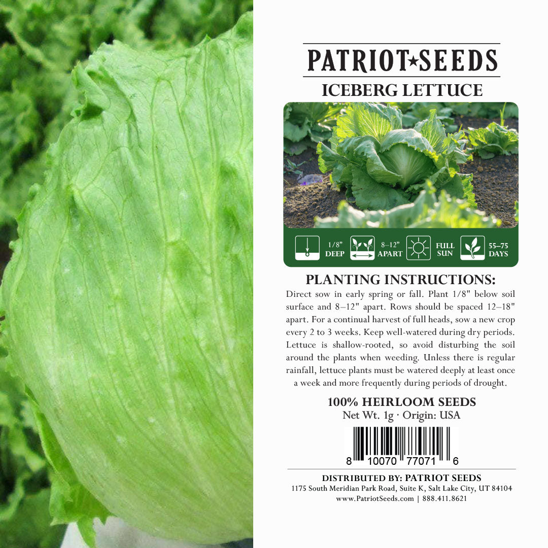 Heirloom Lettuce Iceberg Seeds (1g) by Patriot Seeds