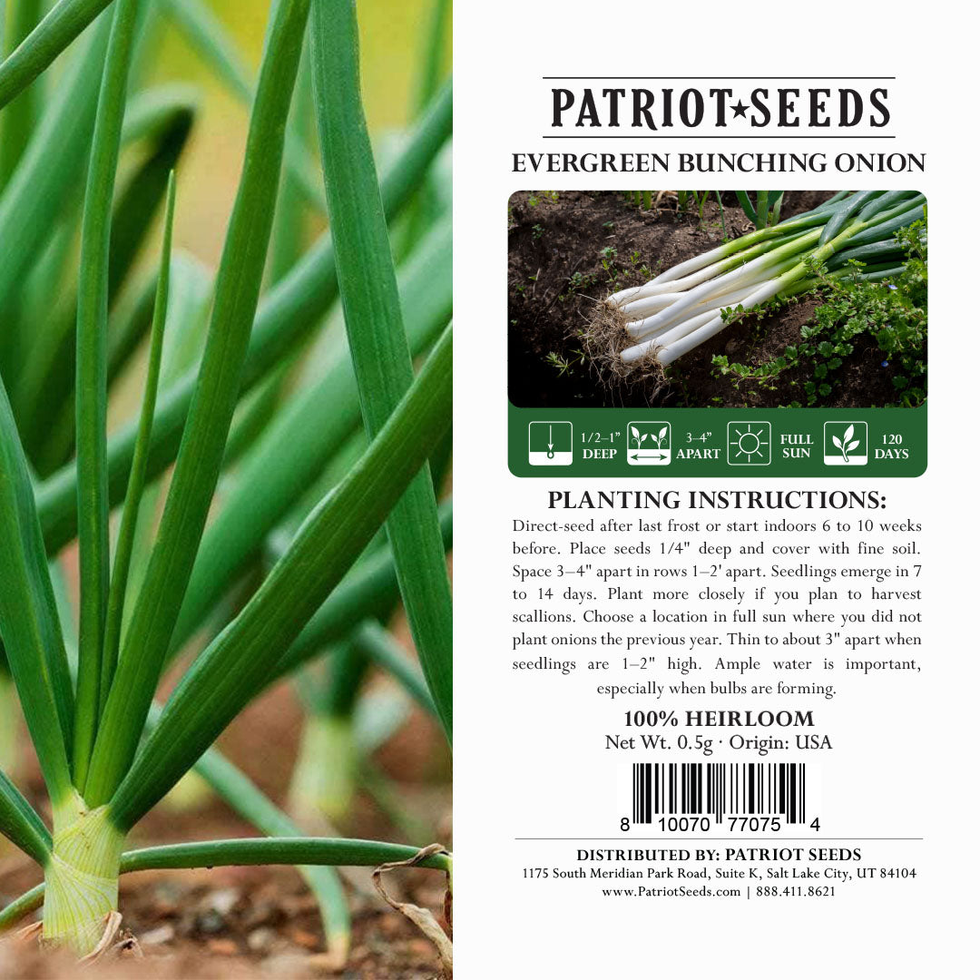 Heirloom Evergreen Bunching Onion Seeds (.5g) by Patriot Seeds