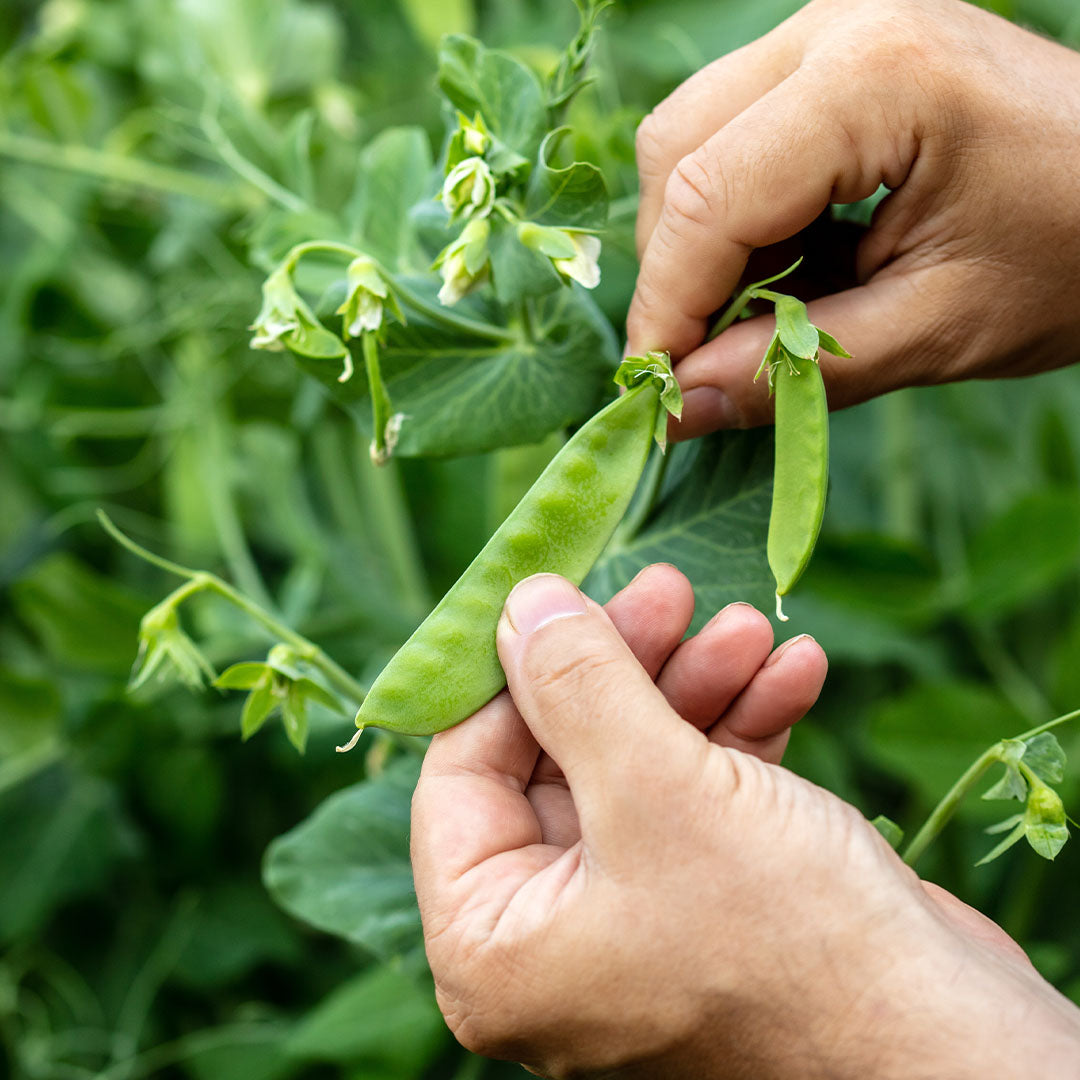 Heirloom Sugar Snap Pea Seeds (24g) by Patriot Seeds