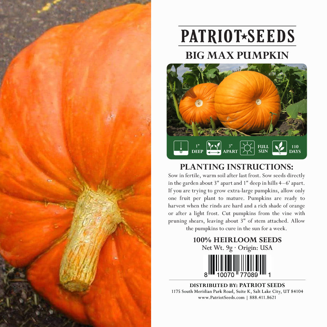 Heirloom Big Max Pumpkin Seeds (9g) by Patriot Seeds