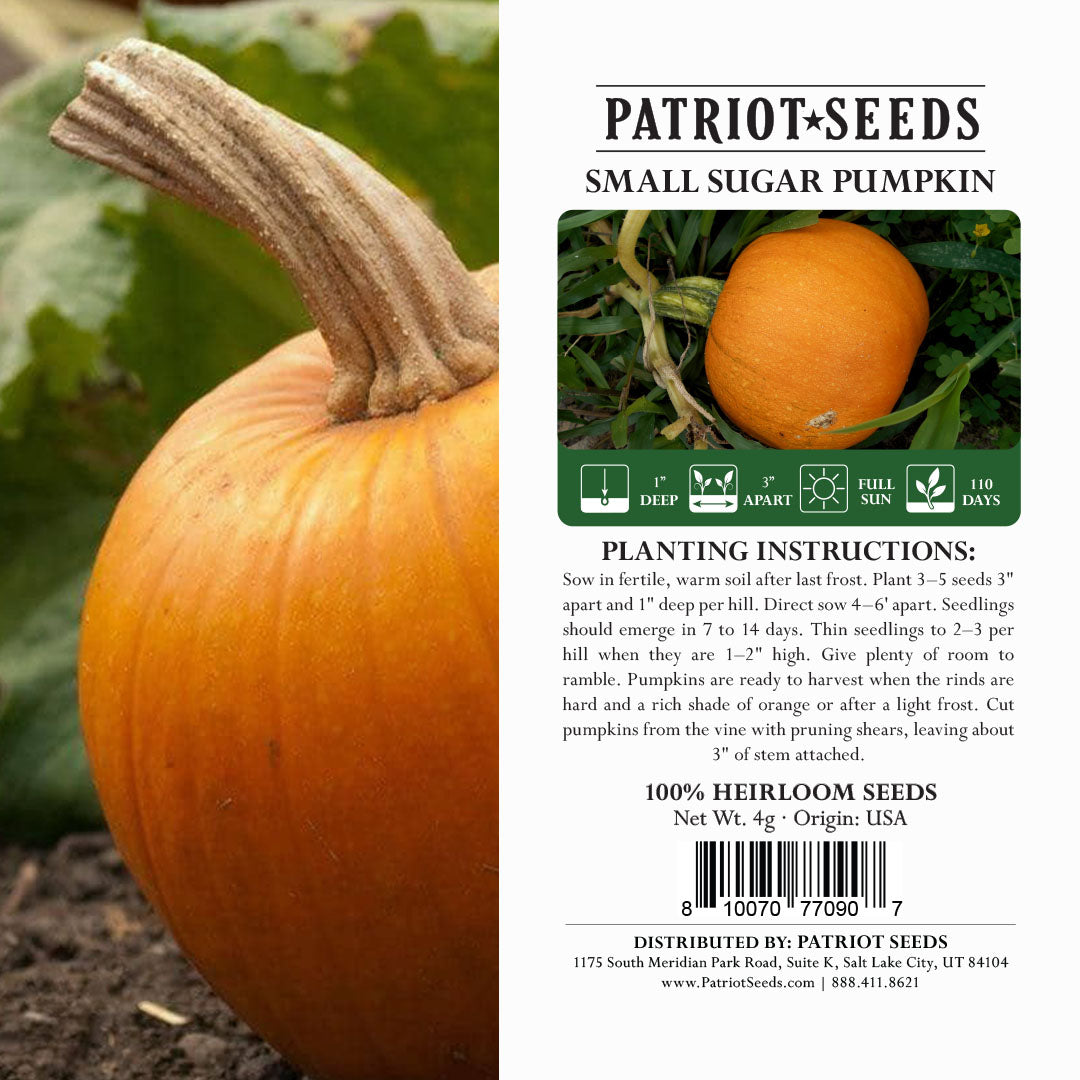 Heirloom Small Sugar Pumpkin Seeds (4g) by Patriot Seeds